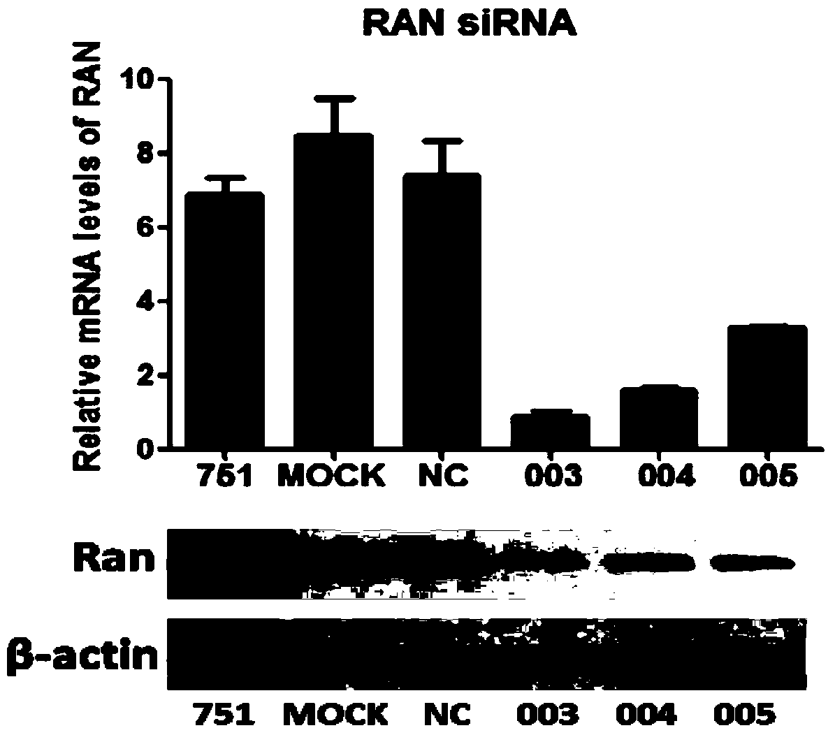 Small interfering RNA targeting human ran and its use in the preparation of anti-hepatitis C medicaments