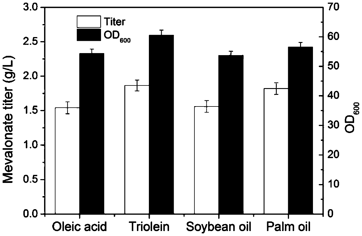 Method for positioning and synthesizing terpenoids by means of Yarrowia lipolytica way