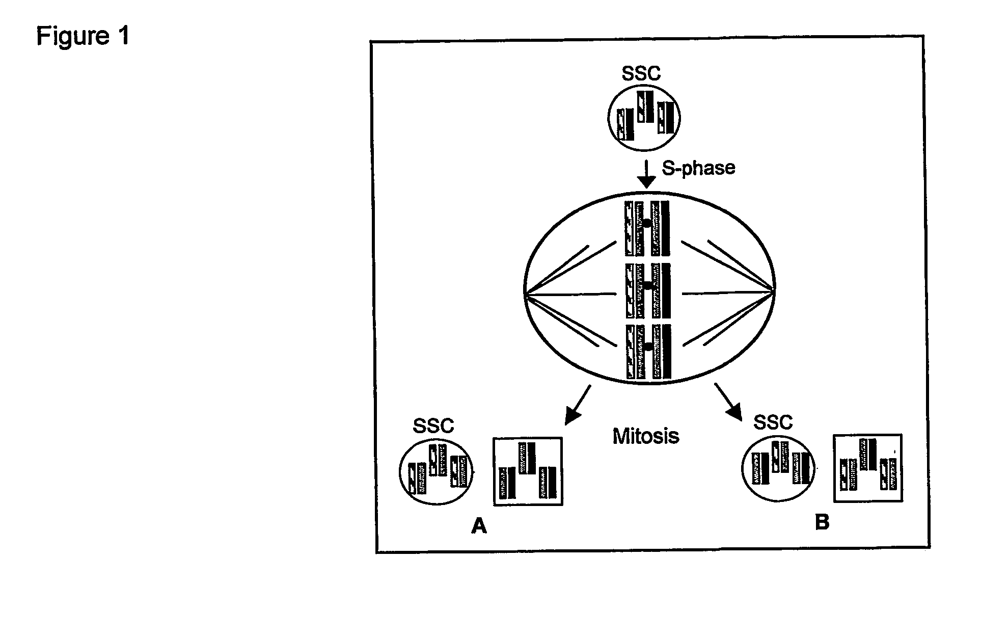 Unique properties of a stem cells