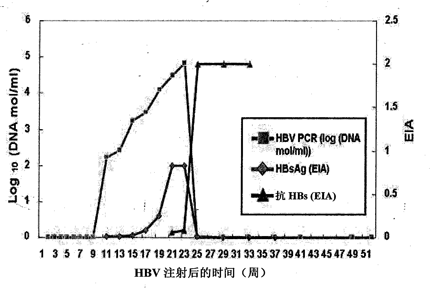 Use of human antibody capable of neutralizing hepatitis b virus for the prevention or treatment of hepatitis b virus infection