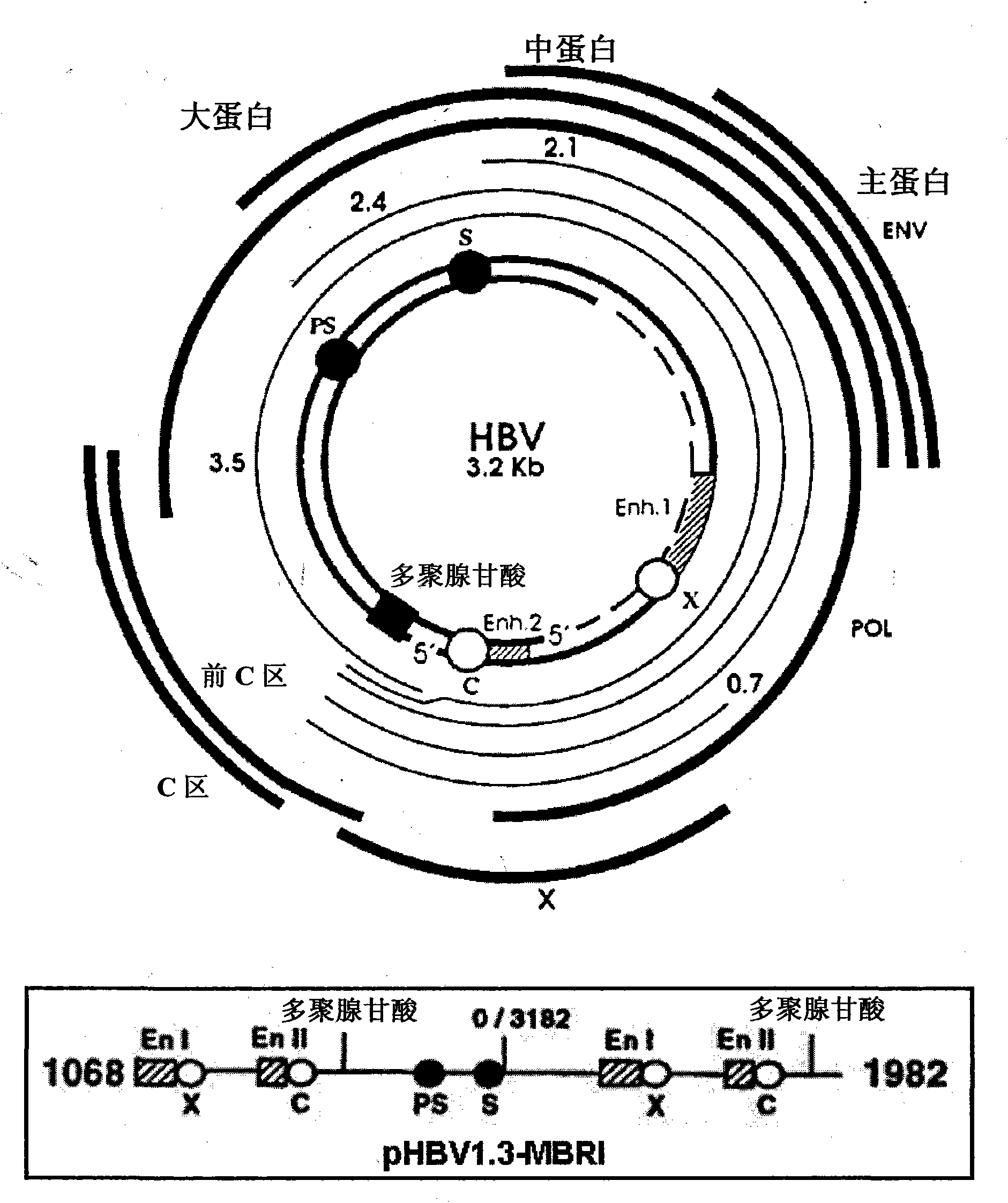 Use of human antibody capable of neutralizing hepatitis b virus for the prevention or treatment of hepatitis b virus infection