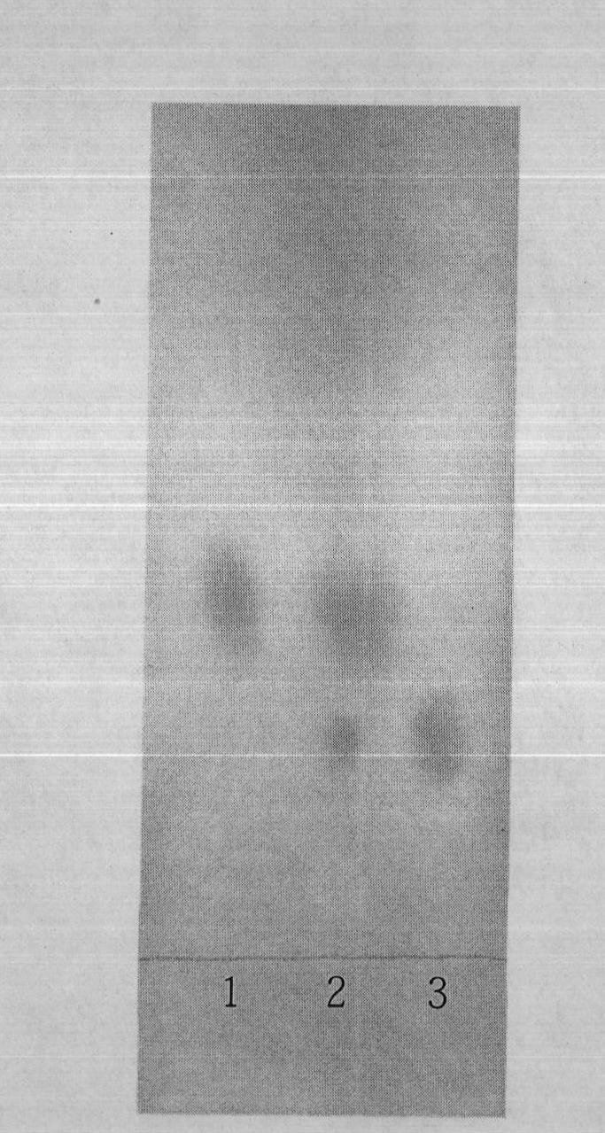 Preparation method for algae endophytic fungi exocellular polysaccharide