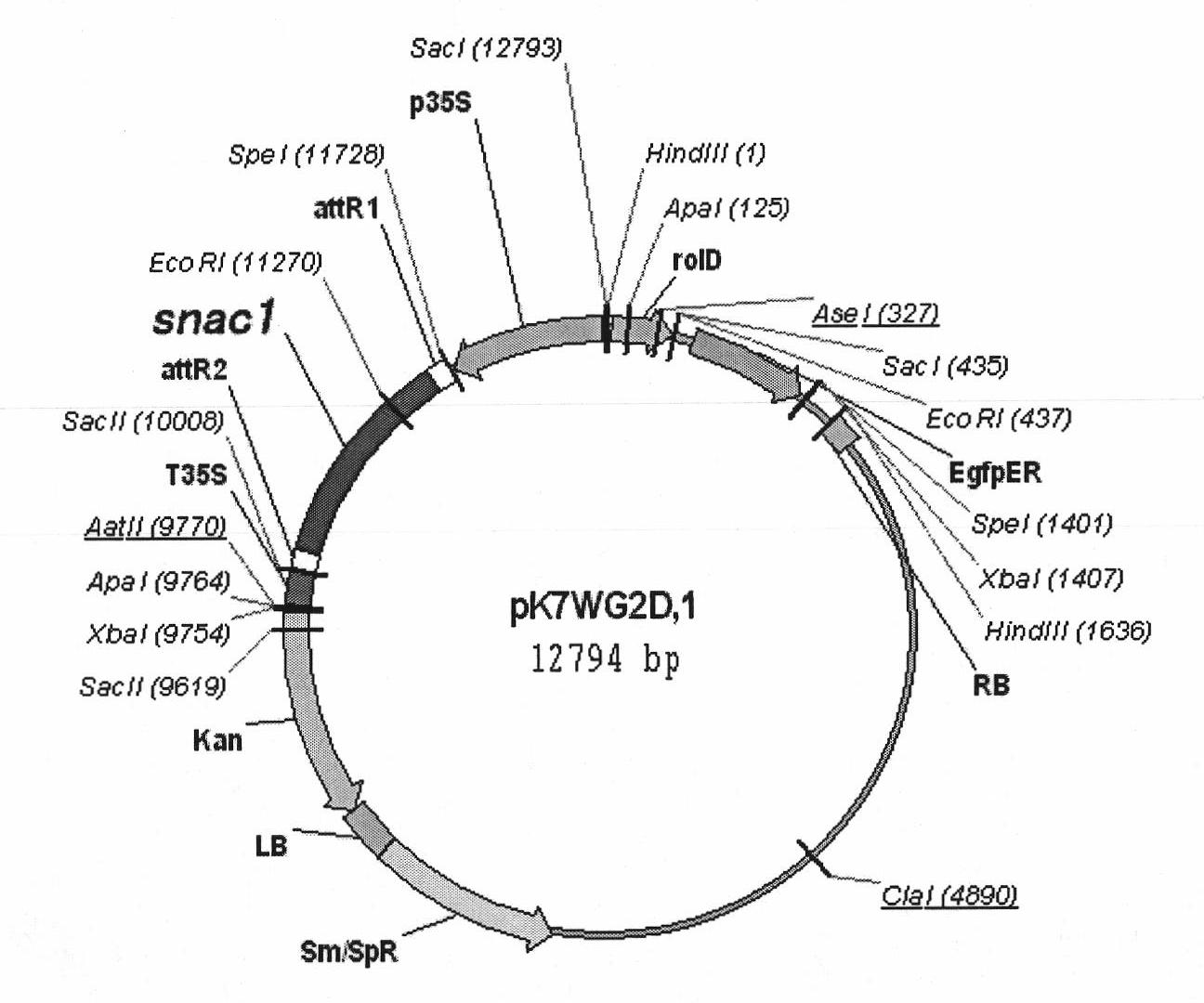 Adventitious bud transformation method for sweet potatoes mediated by agrobacterium