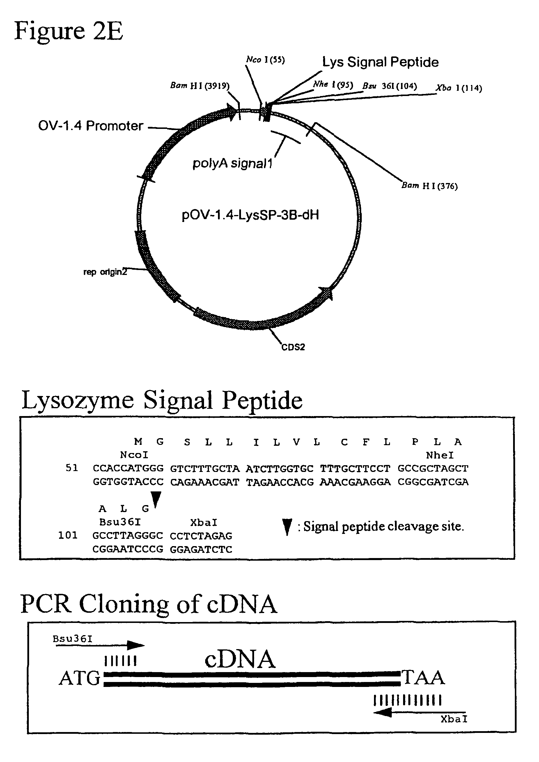 Glycosylated interferon alpha