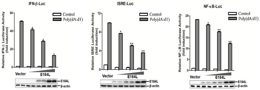 Construction of E184L gene deletion attenuated African swine fever virus strain and application of E184L gene deletion attenuated African swine fever virus strain as vaccine