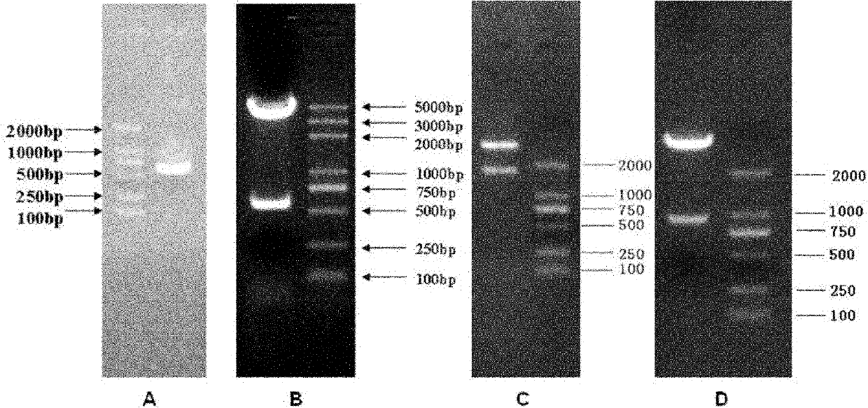 Kit for identifying miRNA (micro-ribonucleic acid) target genes and applications thereof