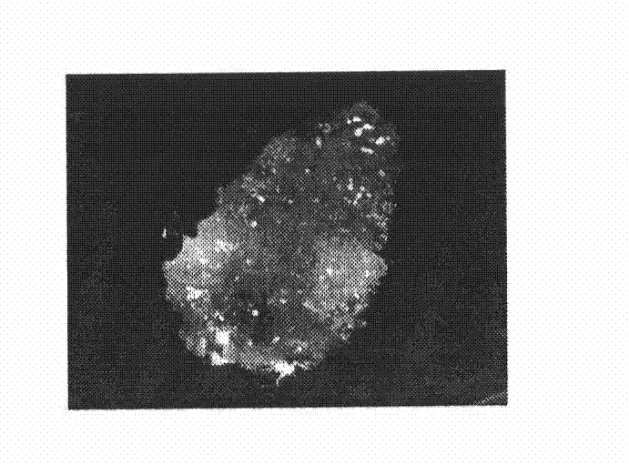 Cultivation and separation method for taxus stem cells