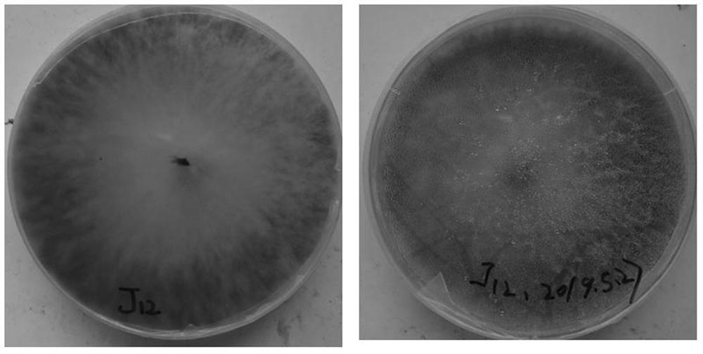 An endophytic fungus j12 that promotes the growth of casuarina under low phosphorus environment