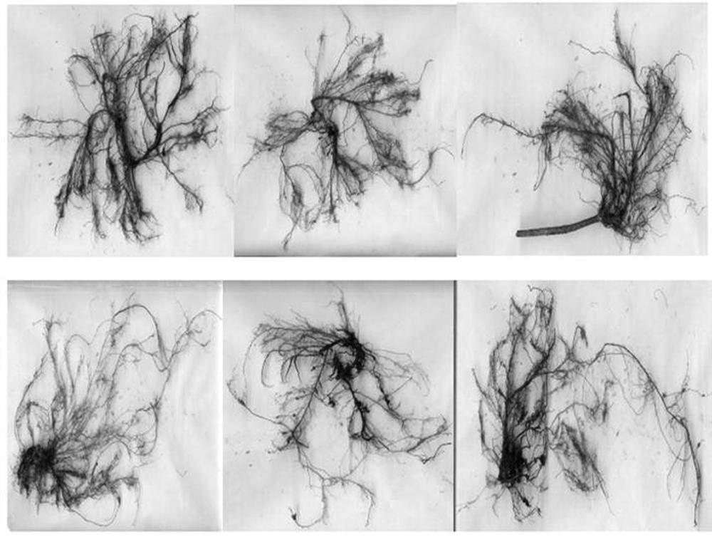 An endophytic fungus j12 that promotes the growth of casuarina under low phosphorus environment