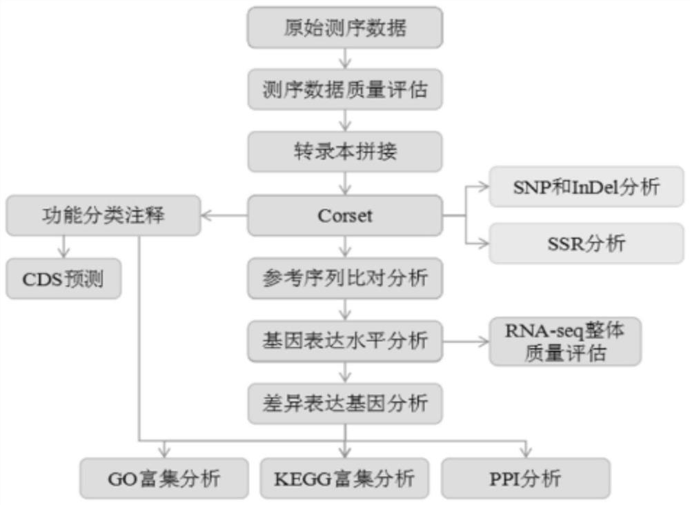 Tridacna immune-related saa gene and its application in preparation of giant clam pathology detection reagents