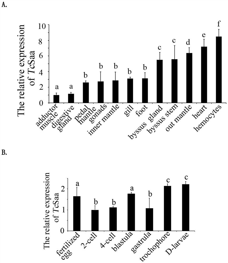 Tridacna immune-related saa gene and its application in preparation of giant clam pathology detection reagents