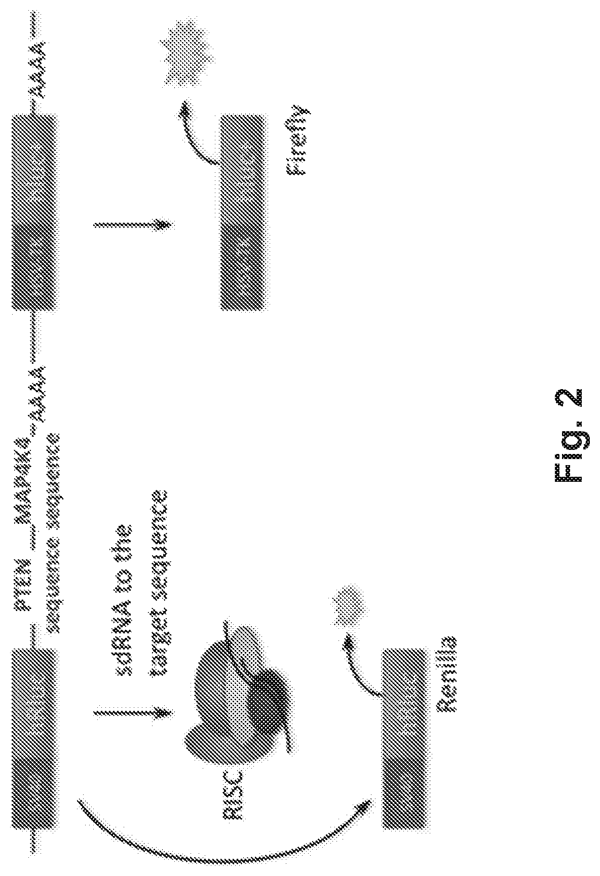 Treatment of CNS injury with RNAi therapeutics