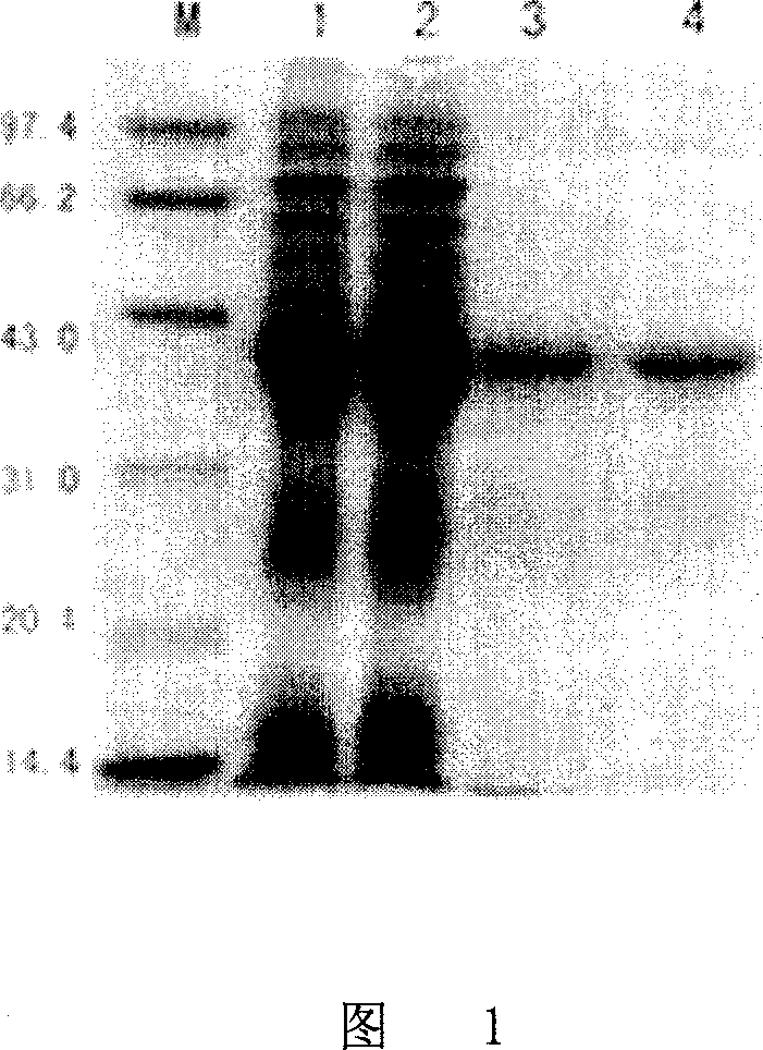 Mosaic vaccine of Ag85B and ESAT-6