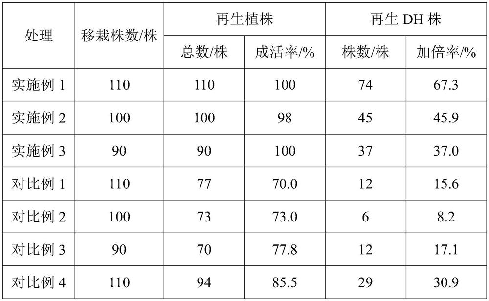 A kind of cultivation method of isolated microspore regeneration plant of rapeseed