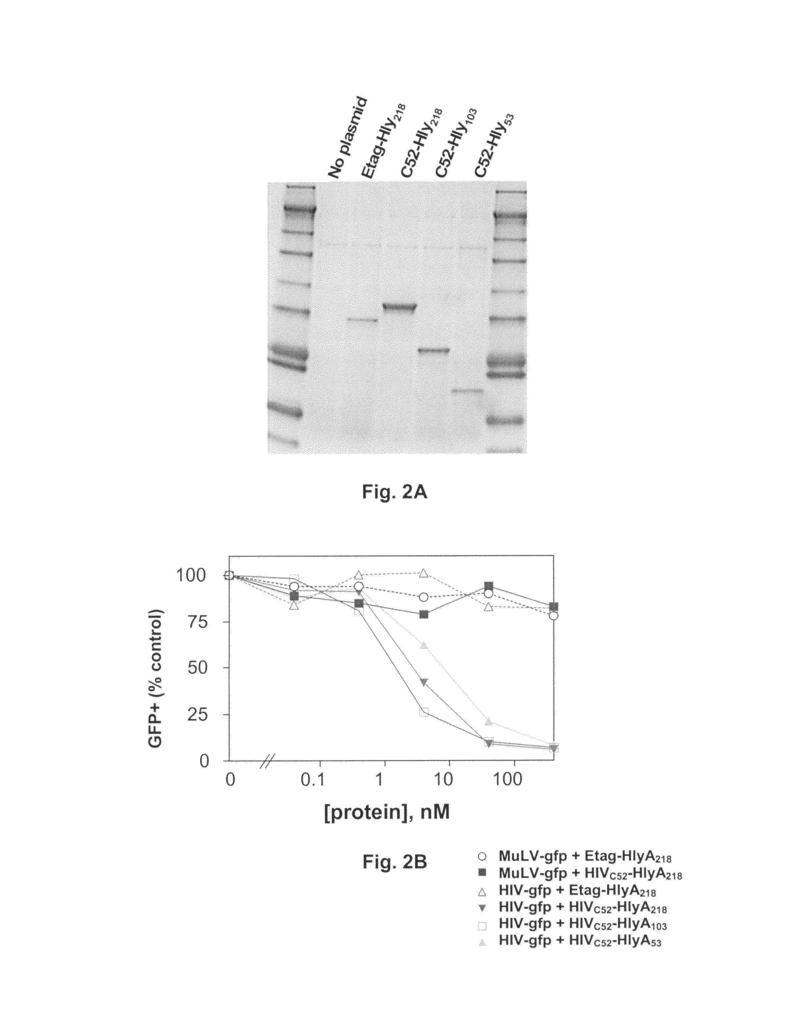 Commensal strain of E. coli encoding an HIV GP41 protein