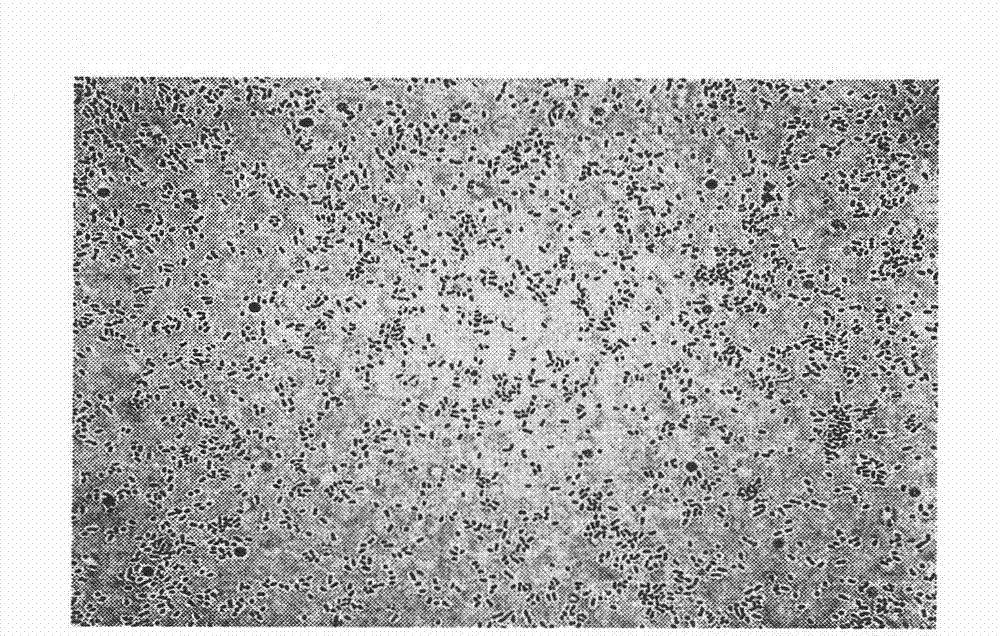 Method for separating and screening oligographic bacterium producing protease