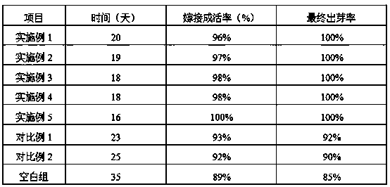 Cultivation method for camellia oleifera bud stock