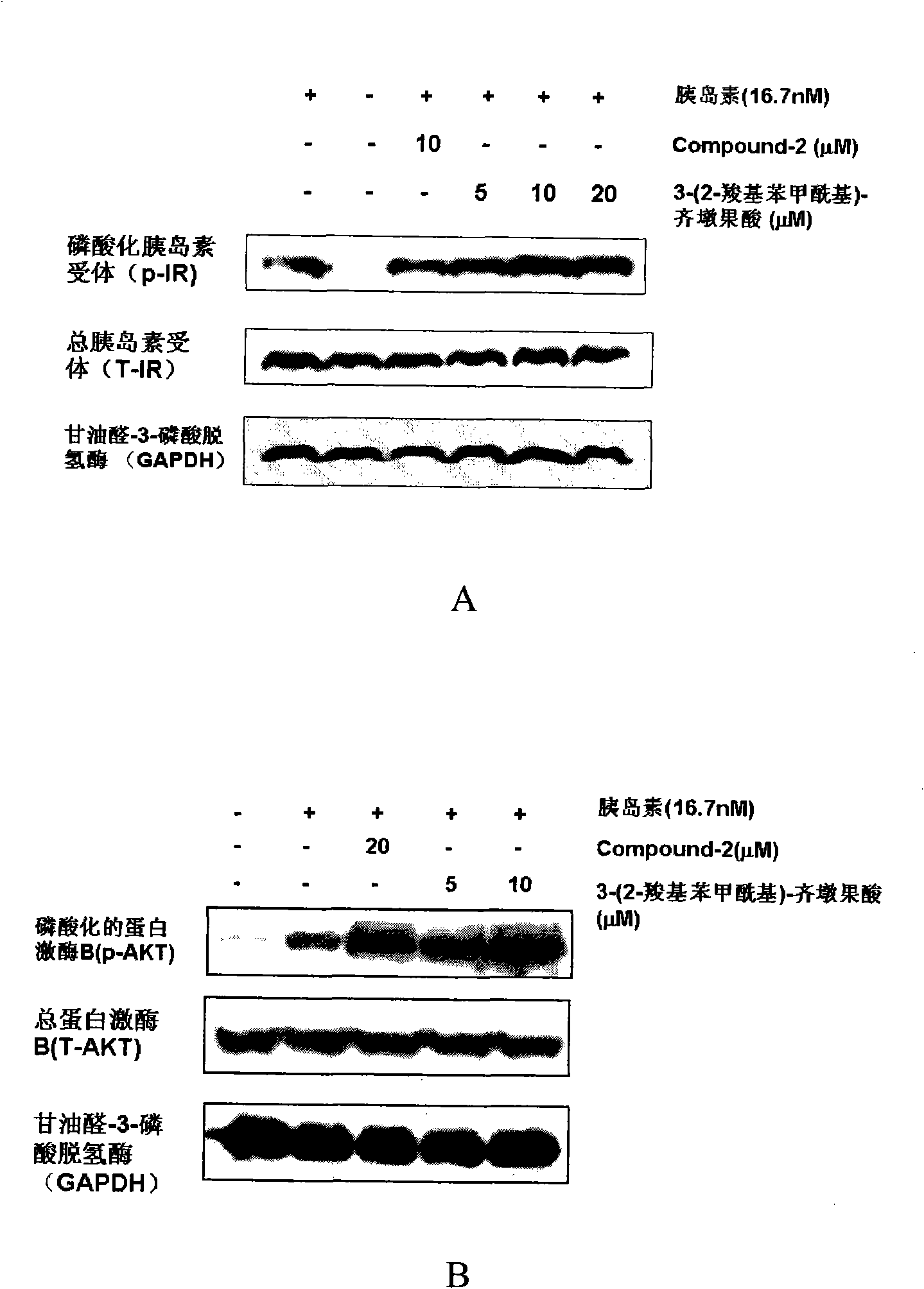 3-(2-carboxylbenzoyl)-oleanolic acid, pharmaceutical composition of same and application of same in treating diabetes and/or obesity