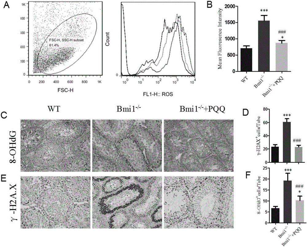 Novel application of pyrroloquinoline quinone in preventing and/or treating male reproductive dysfunction