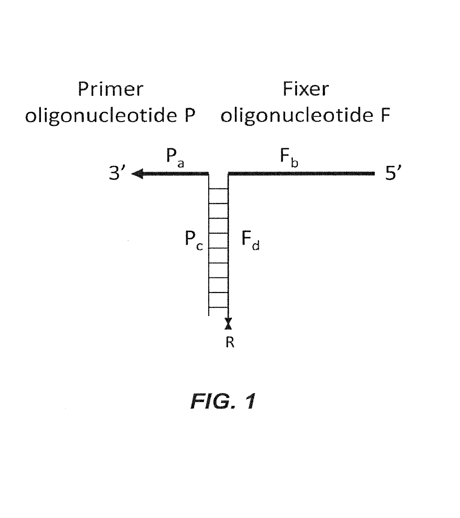 Polynucleotide primers and probes