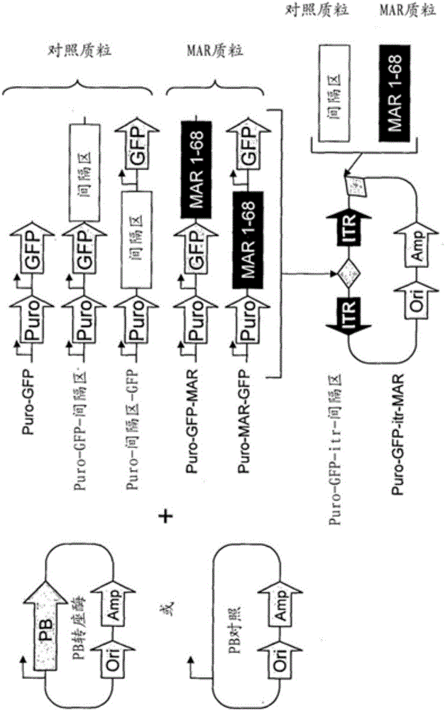 Enhanced transgene expression and processing