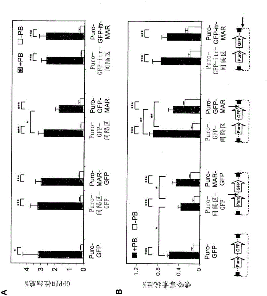 Enhanced transgene expression and processing