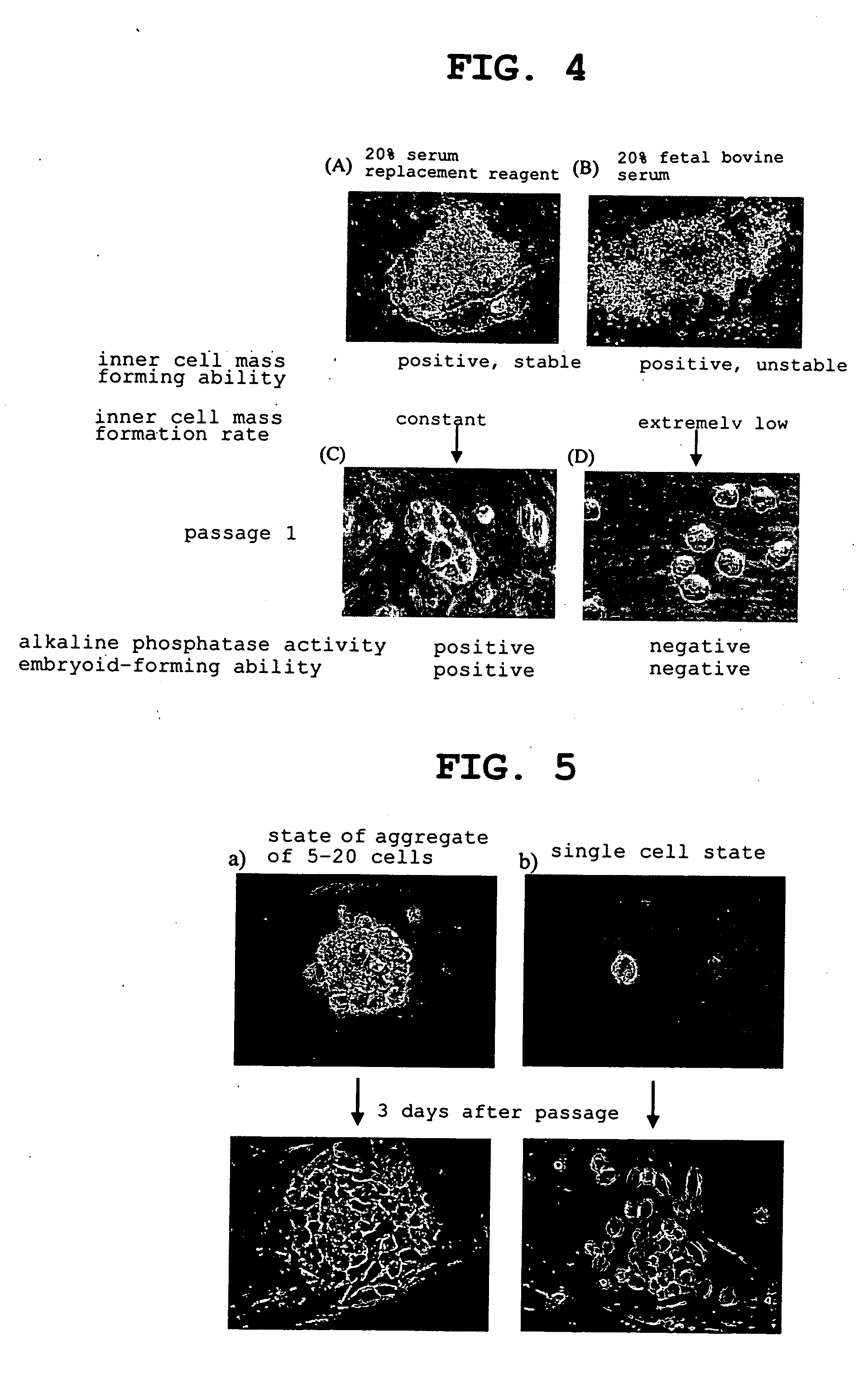 Rat embryonic stem cell