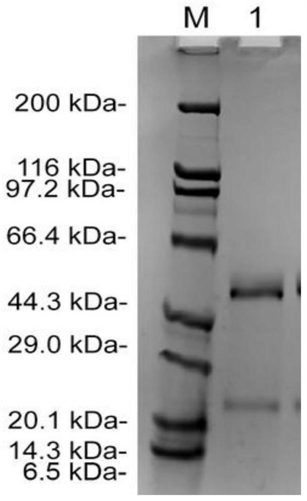 Rabbit-derived monoclonal antibody against Cryptococcus capsular polysaccharide and its application