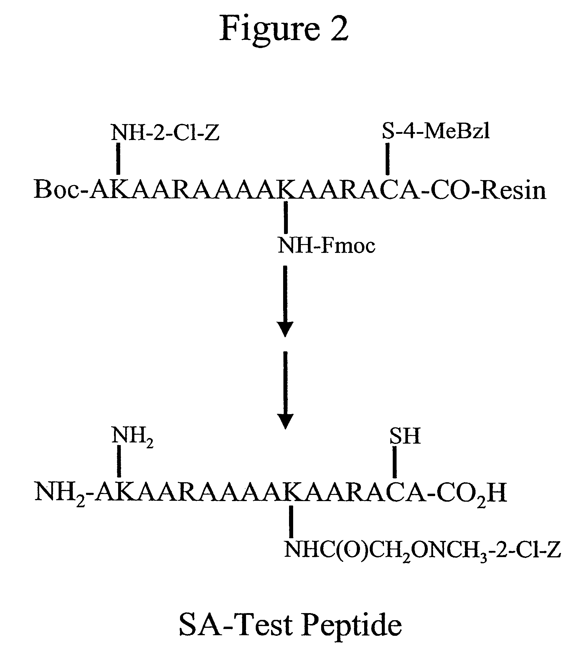 Labeled peptides, proteins and antibodies and processes and intermediates useful for their preparation