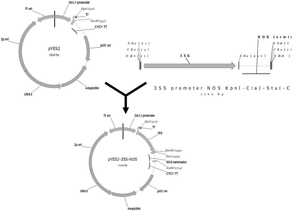 Different gene combinations realizing ectopic expression and application of different gene combinations in increase of oil content in plant nutrient tissue