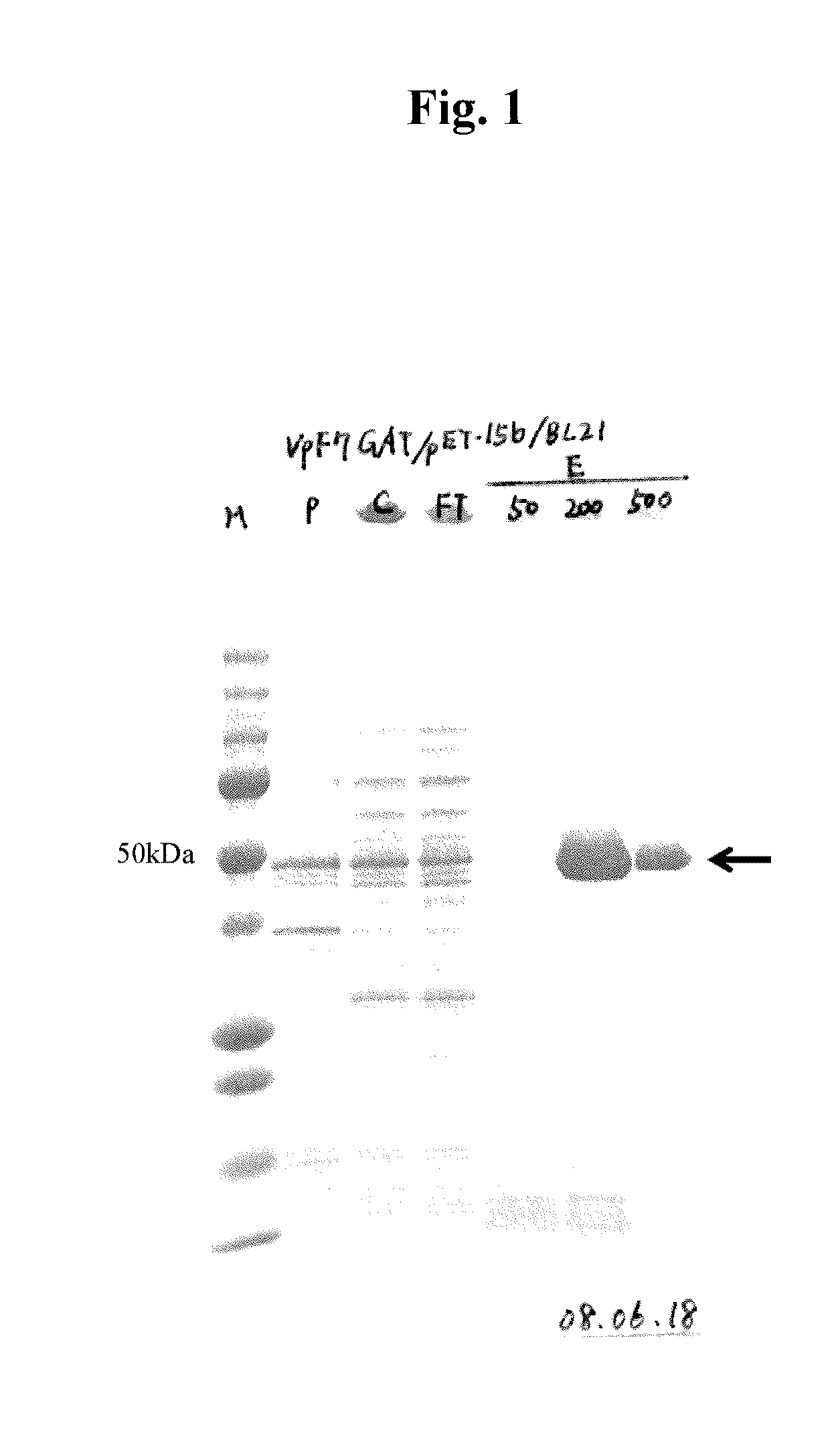 Glucuronyl transferase and polynucleotide encoding the same