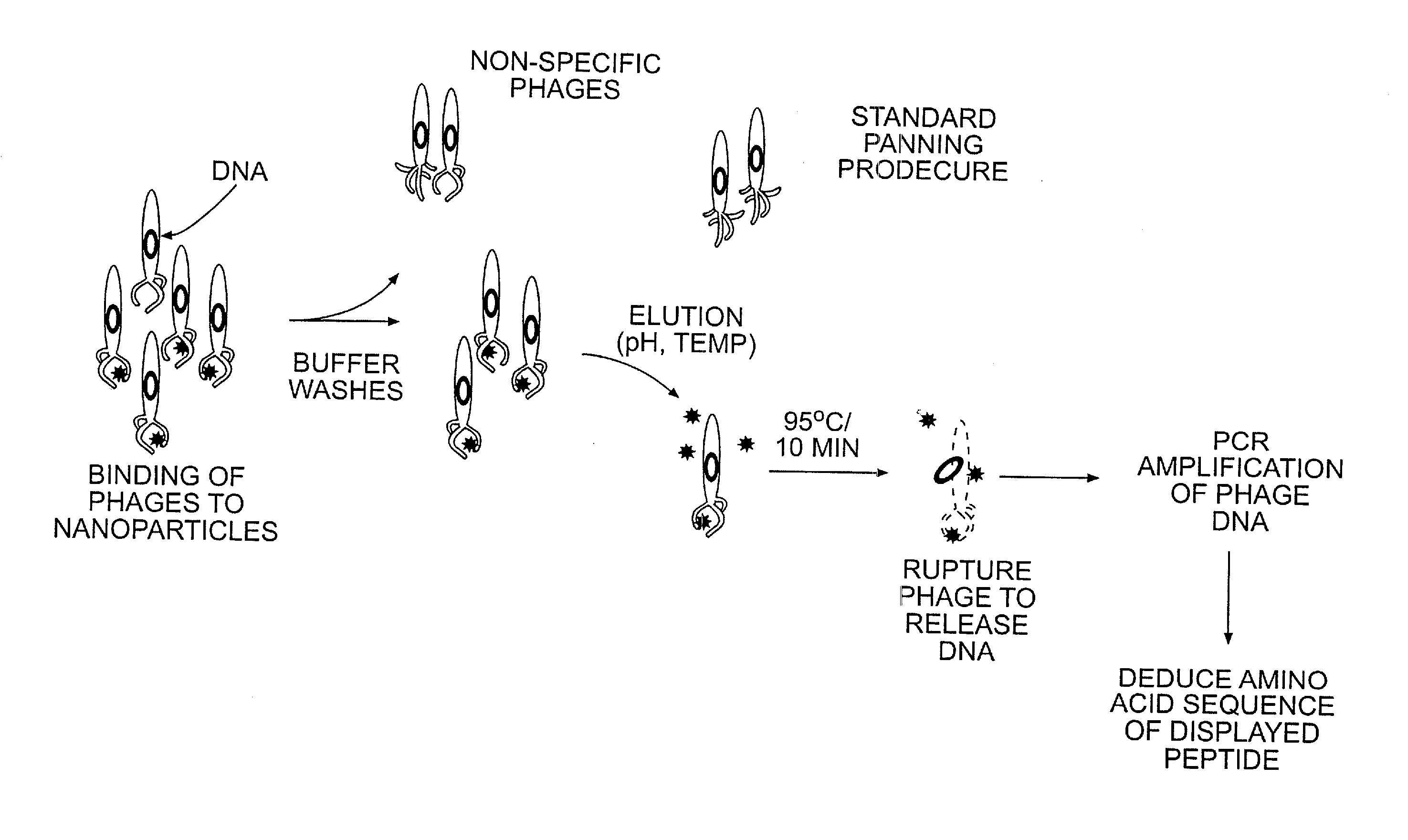 Peptide templates for nanoparticle synthesis obtained through pcr-driven phage display method