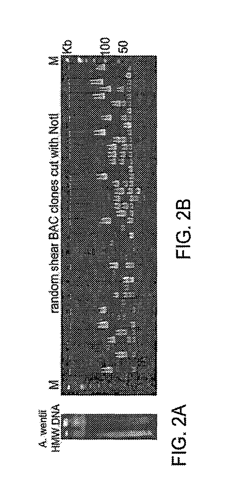 Fungal artificial chromosomes, compositions, methods and uses therefor