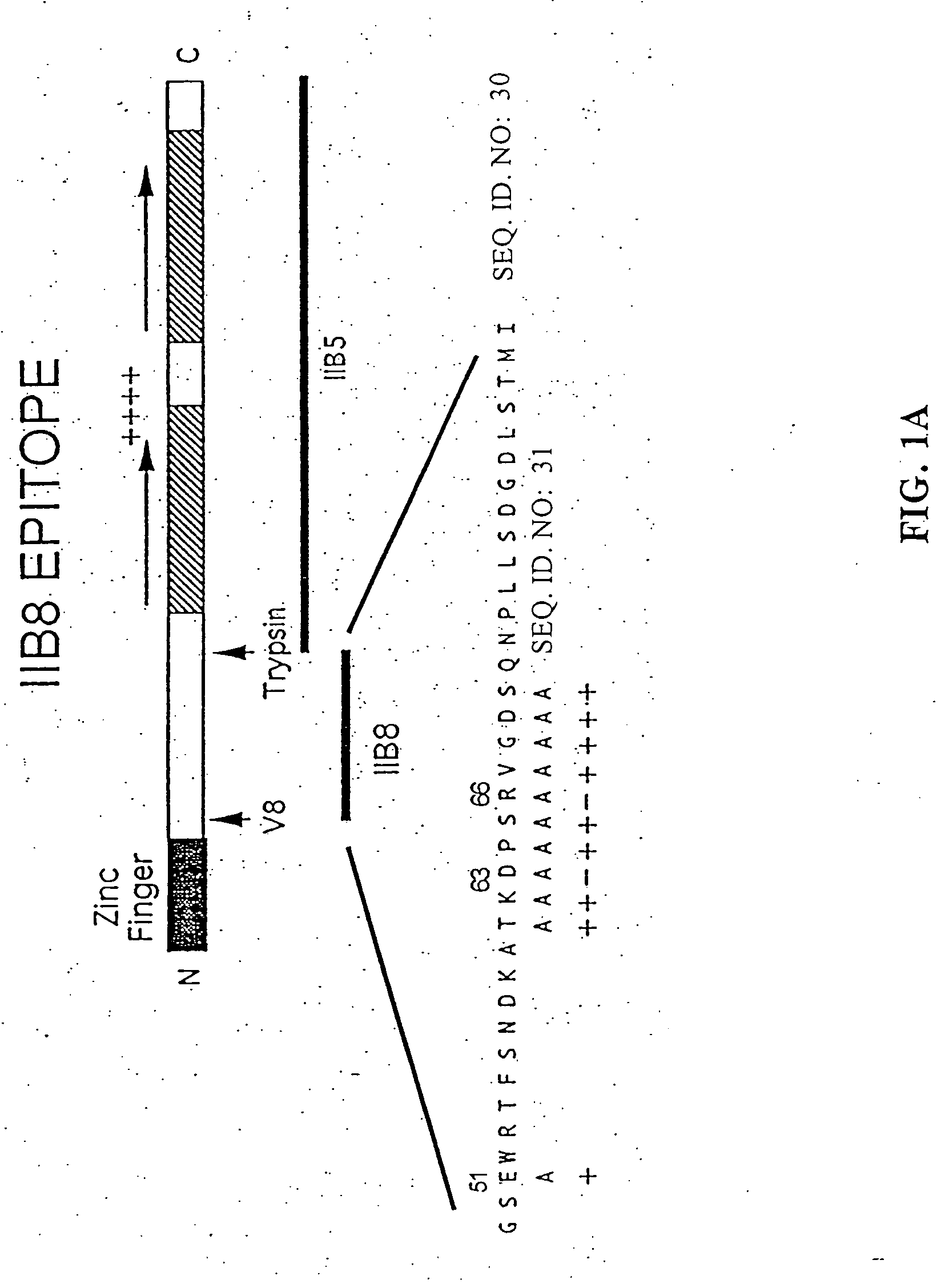 Immunoaffinity chromatography using epitope tags to polyol-responsive monoclonal antibodies