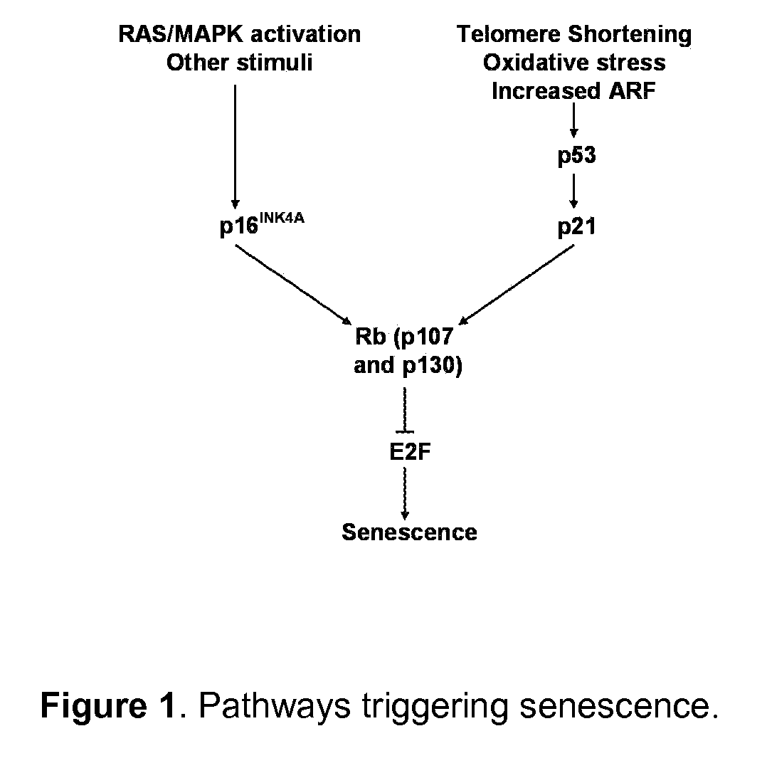 Inducing Premature Senescence to Stabilize Stem Cell Feeder Layer Cells