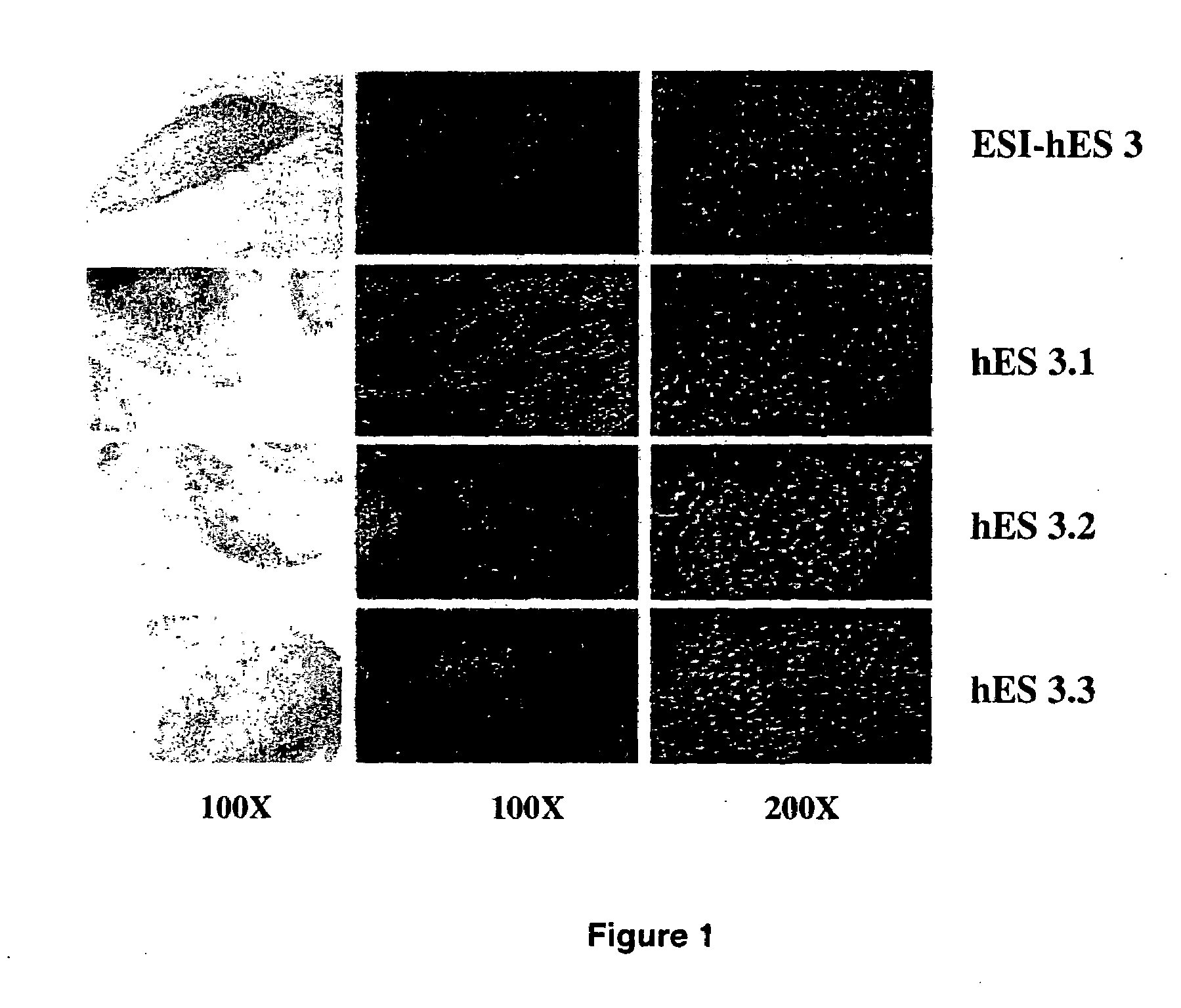 Human embryonic stem cell clones