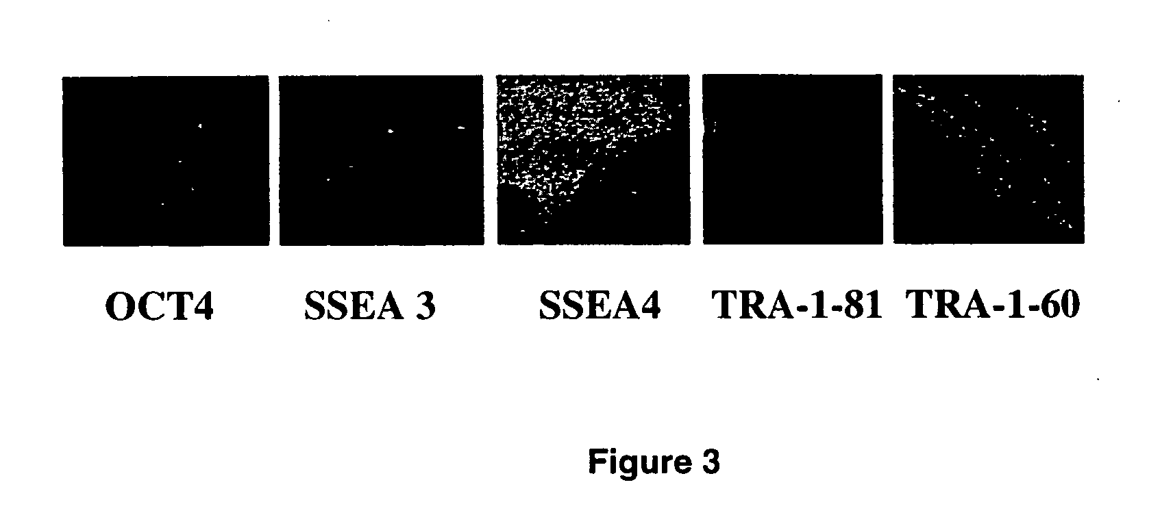 Human embryonic stem cell clones