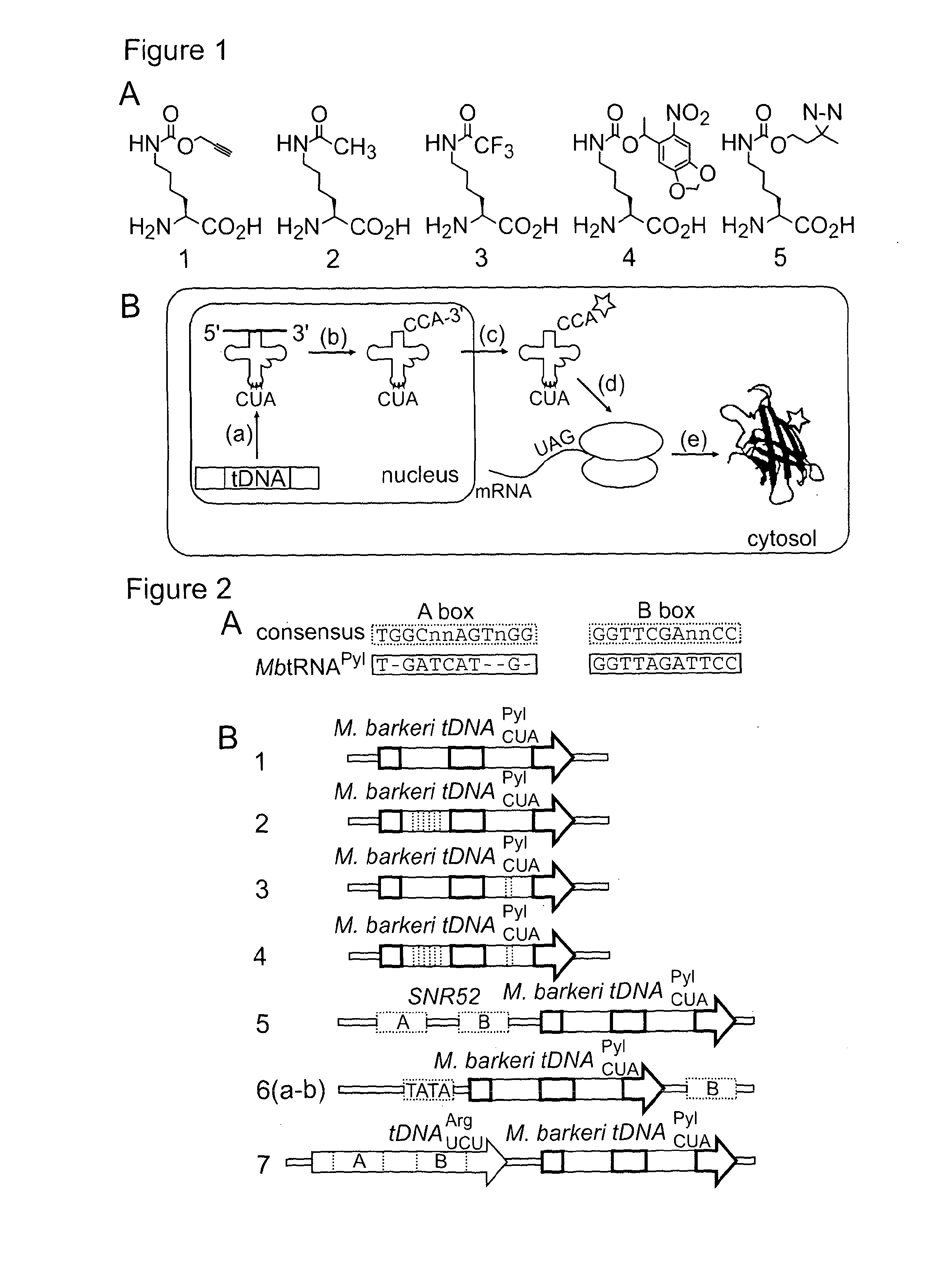 Methods for Incorporating Unnatural Amino Acids in Eukaryotic Cells