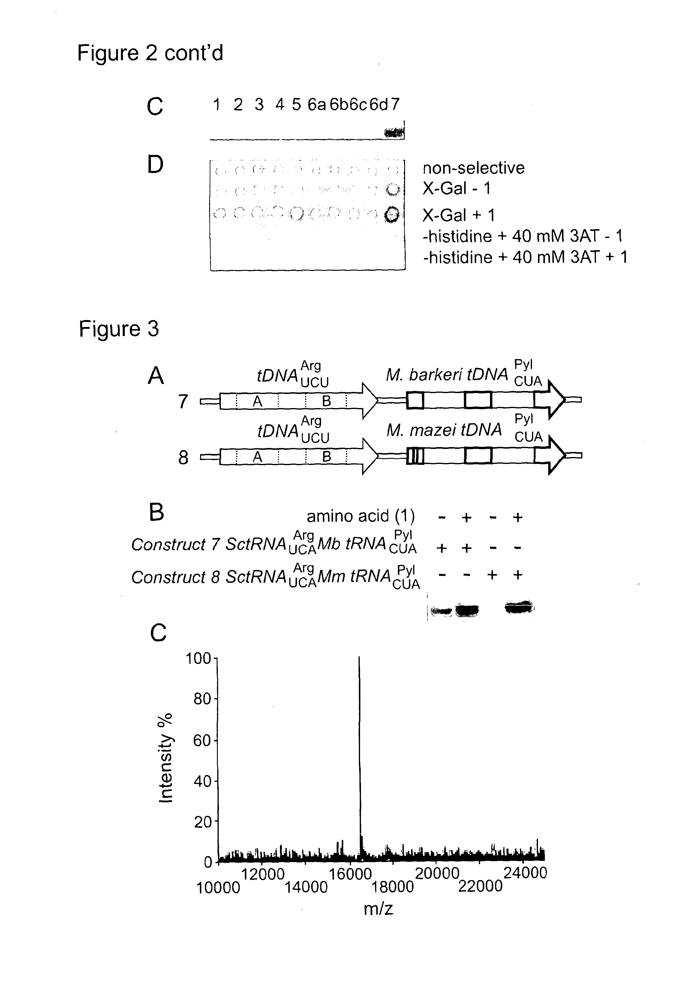 Methods for Incorporating Unnatural Amino Acids in Eukaryotic Cells