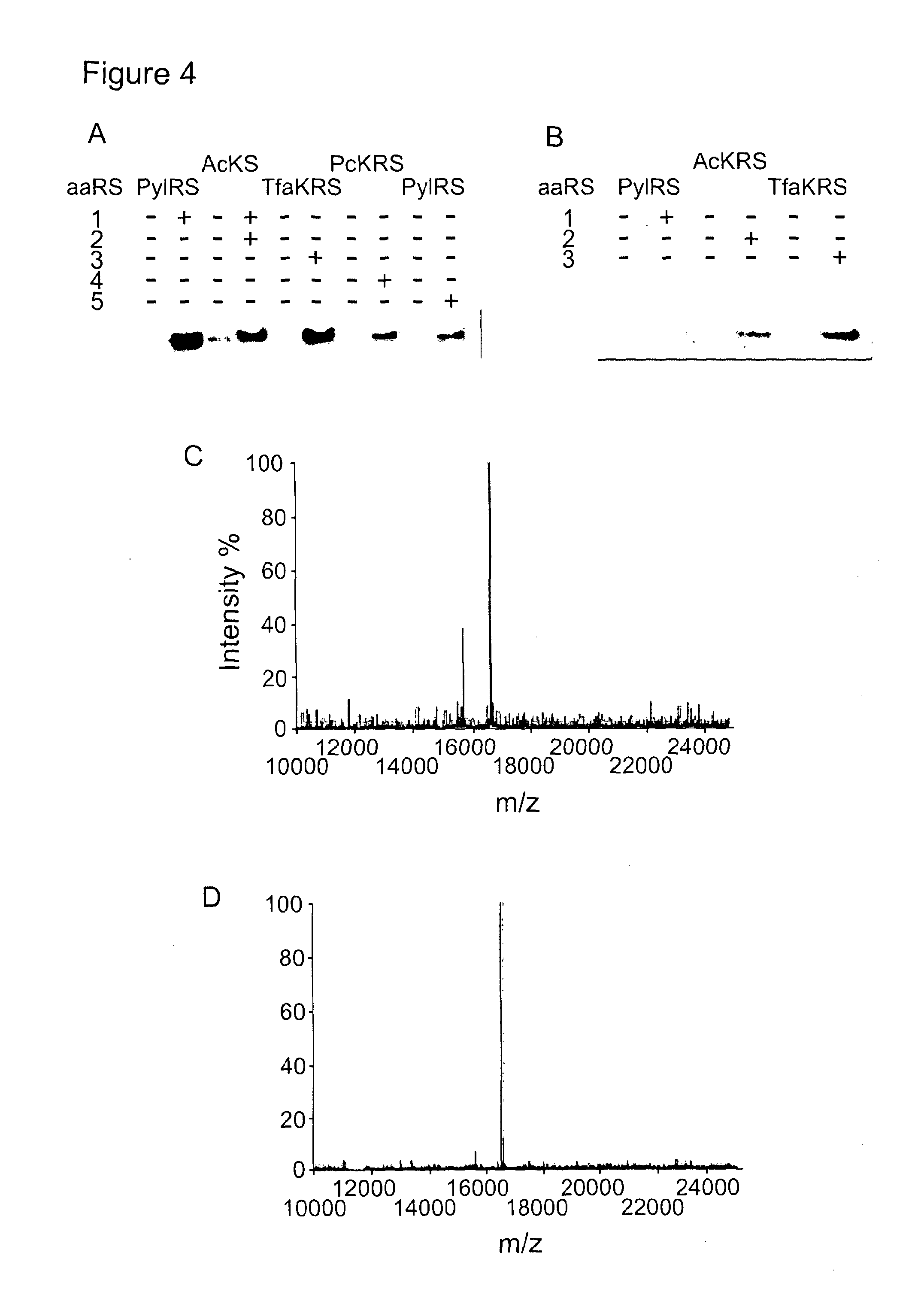 Methods for Incorporating Unnatural Amino Acids in Eukaryotic Cells