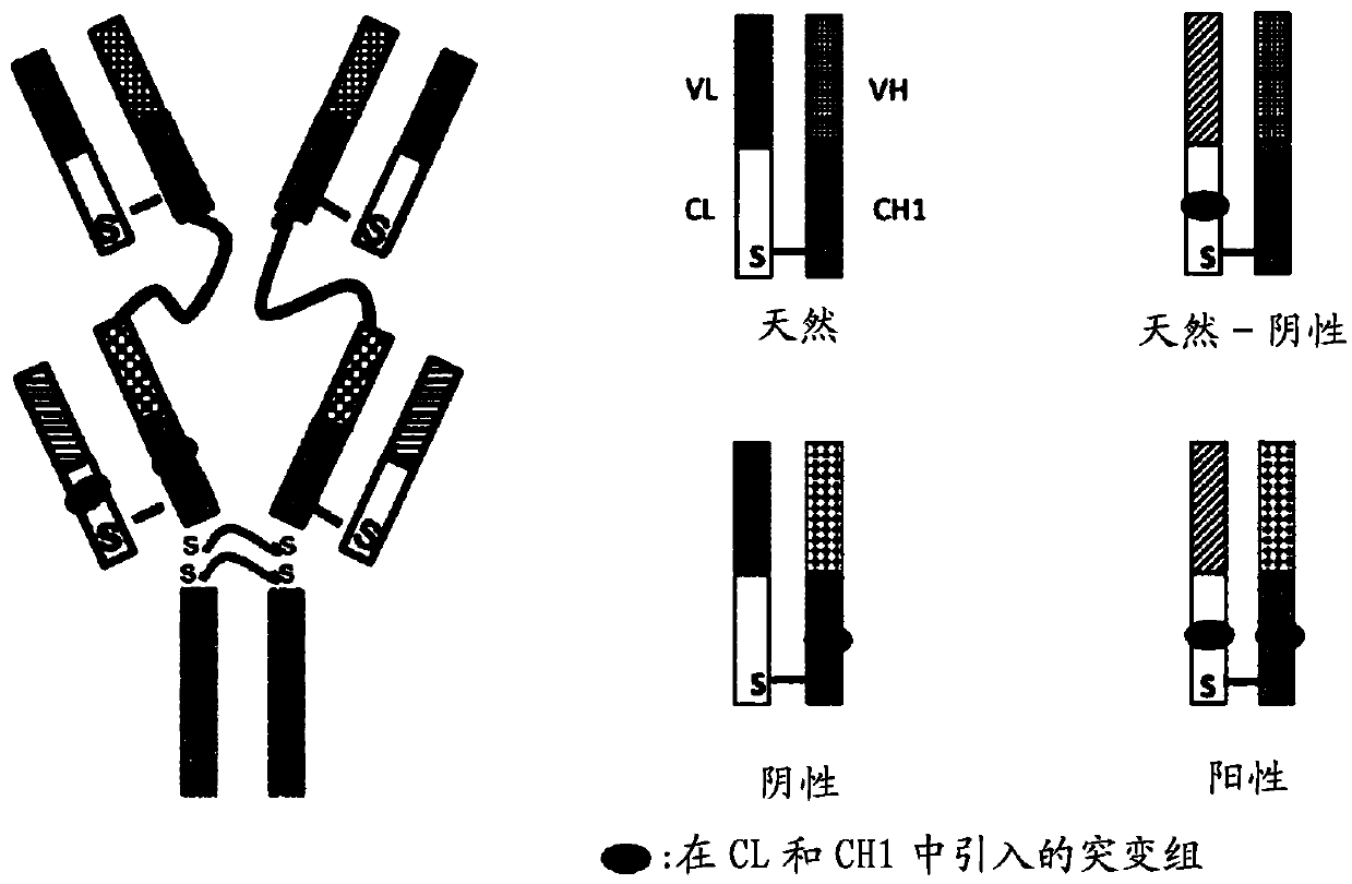 Bispecific antibodies targeting EGFR and HER2