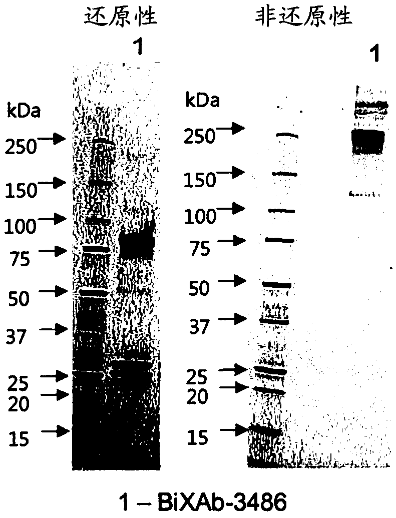 Bispecific antibodies targeting EGFR and HER2