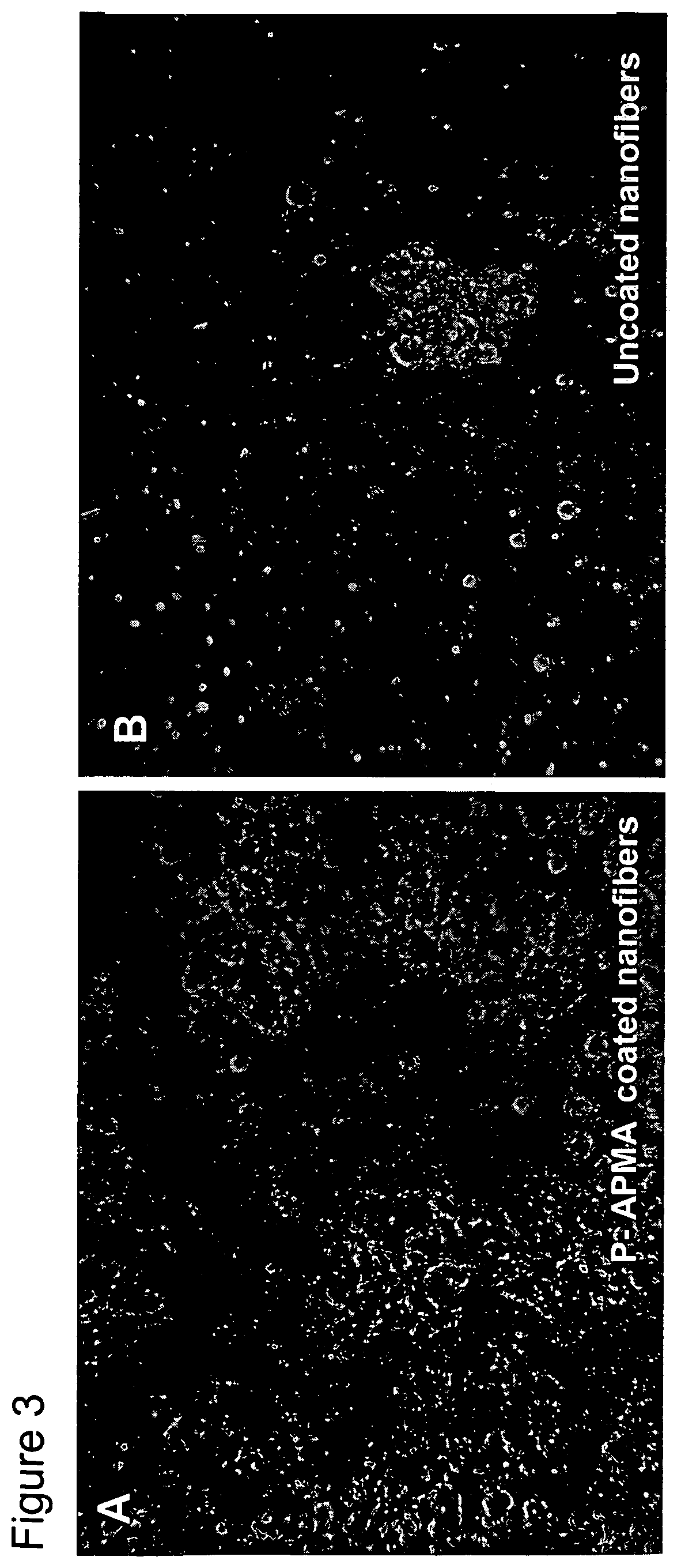 Polymeric coatings and methods for cell attachment