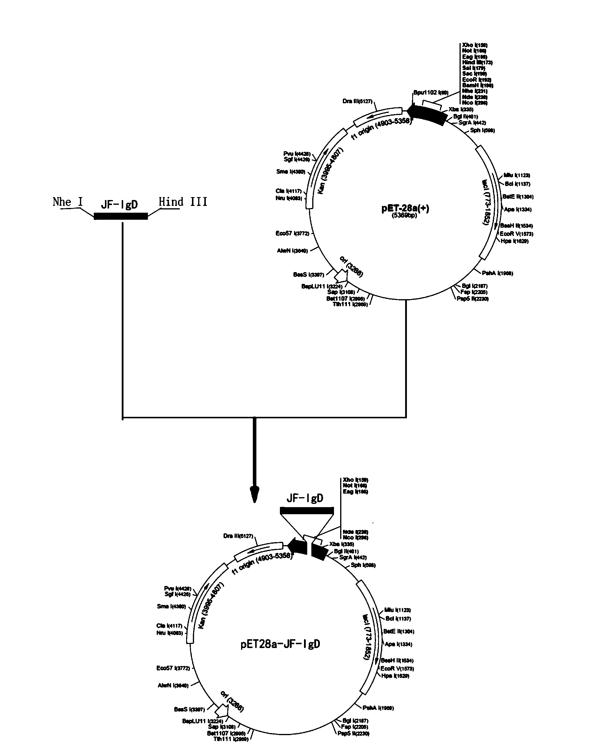 Anti-paralichthys olivaceus immunoglobulin D monoclonal antibody as well as application and preparation method thereof