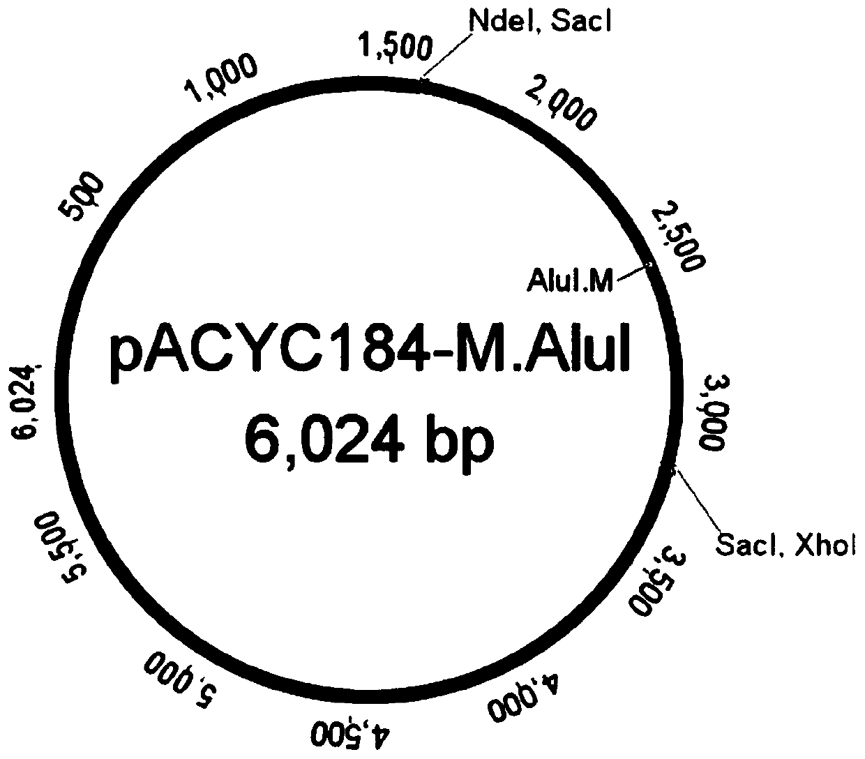 Screening method for methylated protective strain expressing restriction endonuclease SacI