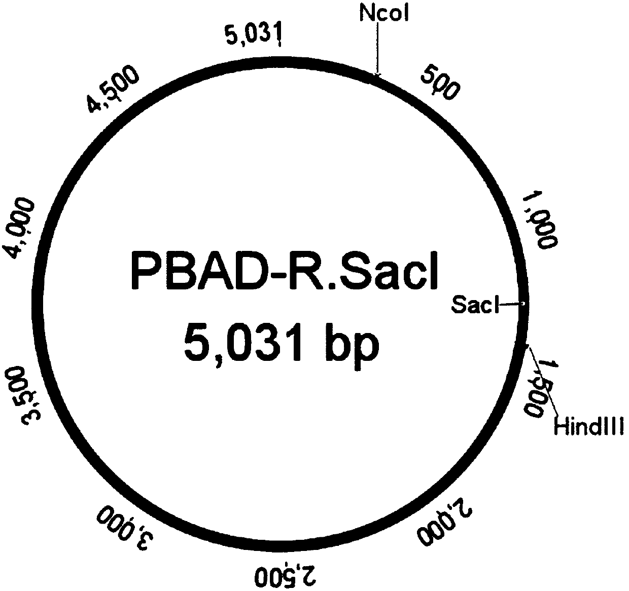 Screening method for methylated protective strain expressing restriction endonuclease SacI