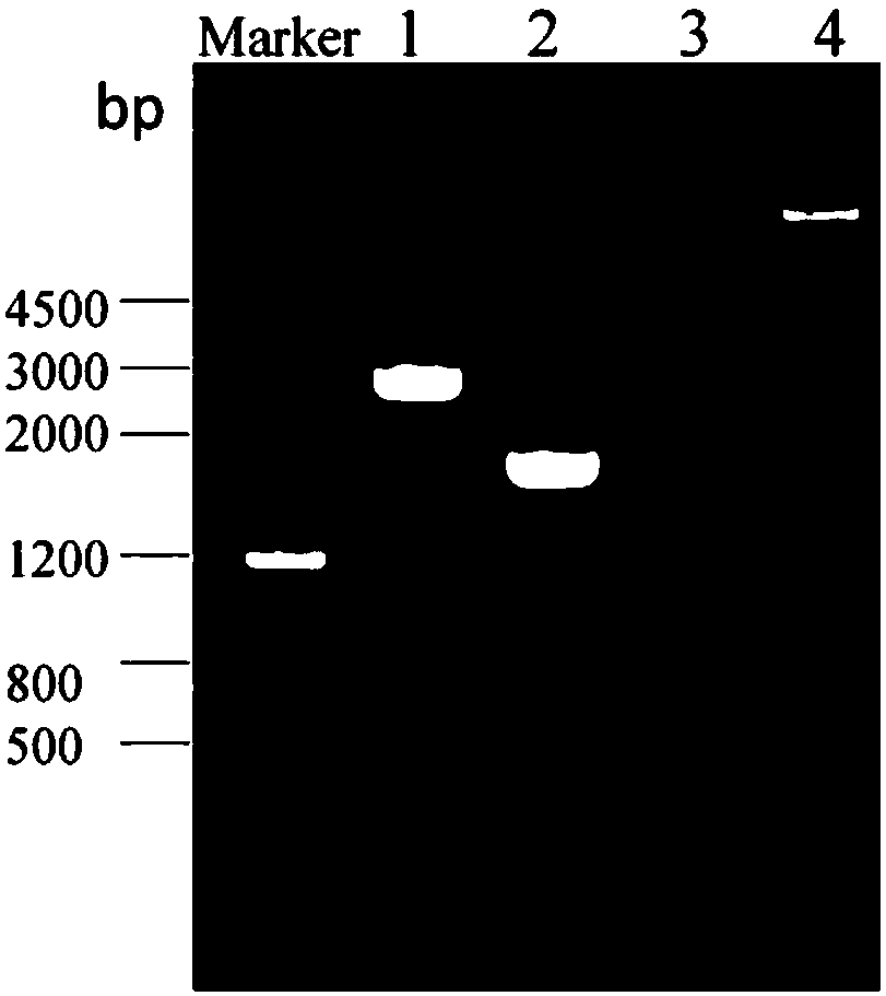 Screening method for methylated protective strain expressing restriction endonuclease SacI