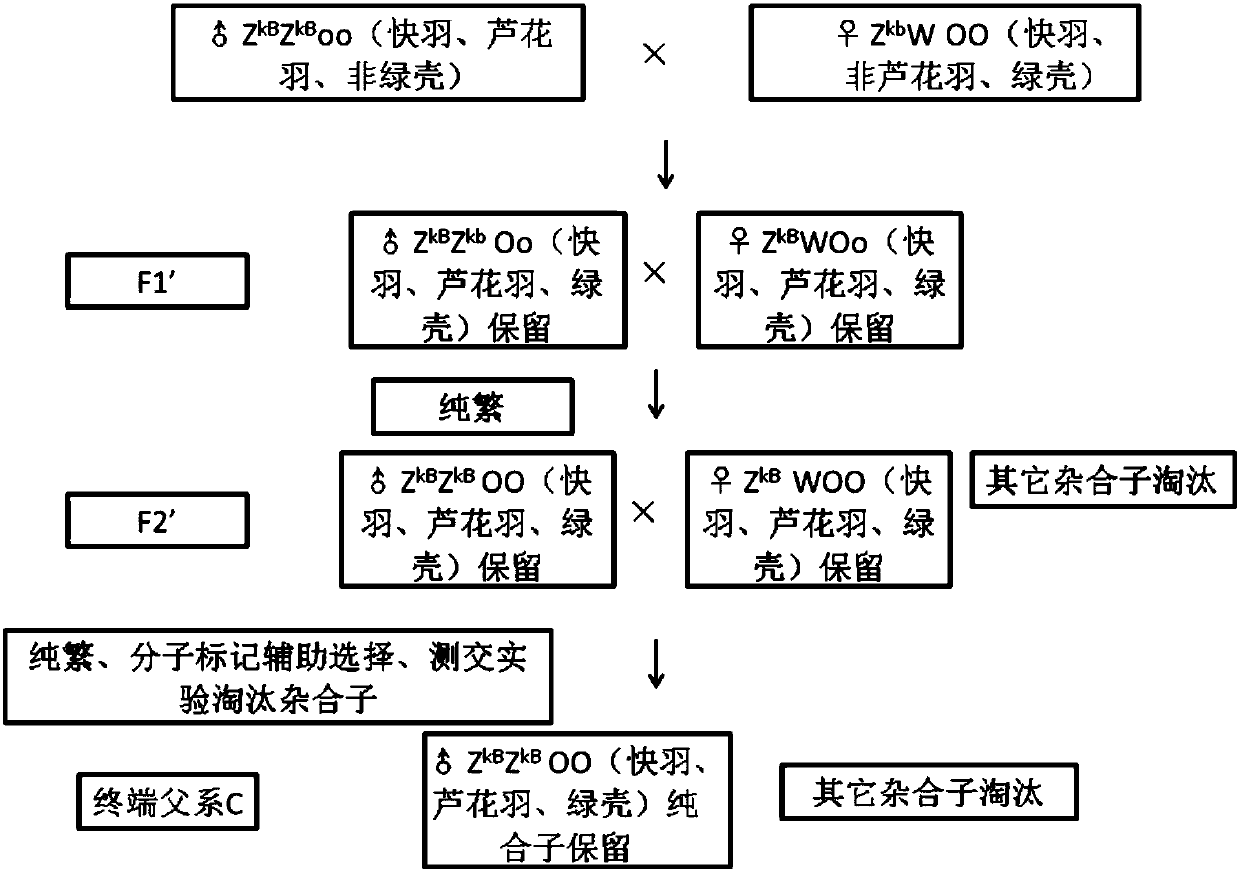 Method for seed production of automatic sexing high-yield type Luhua feather green shell laying hens
