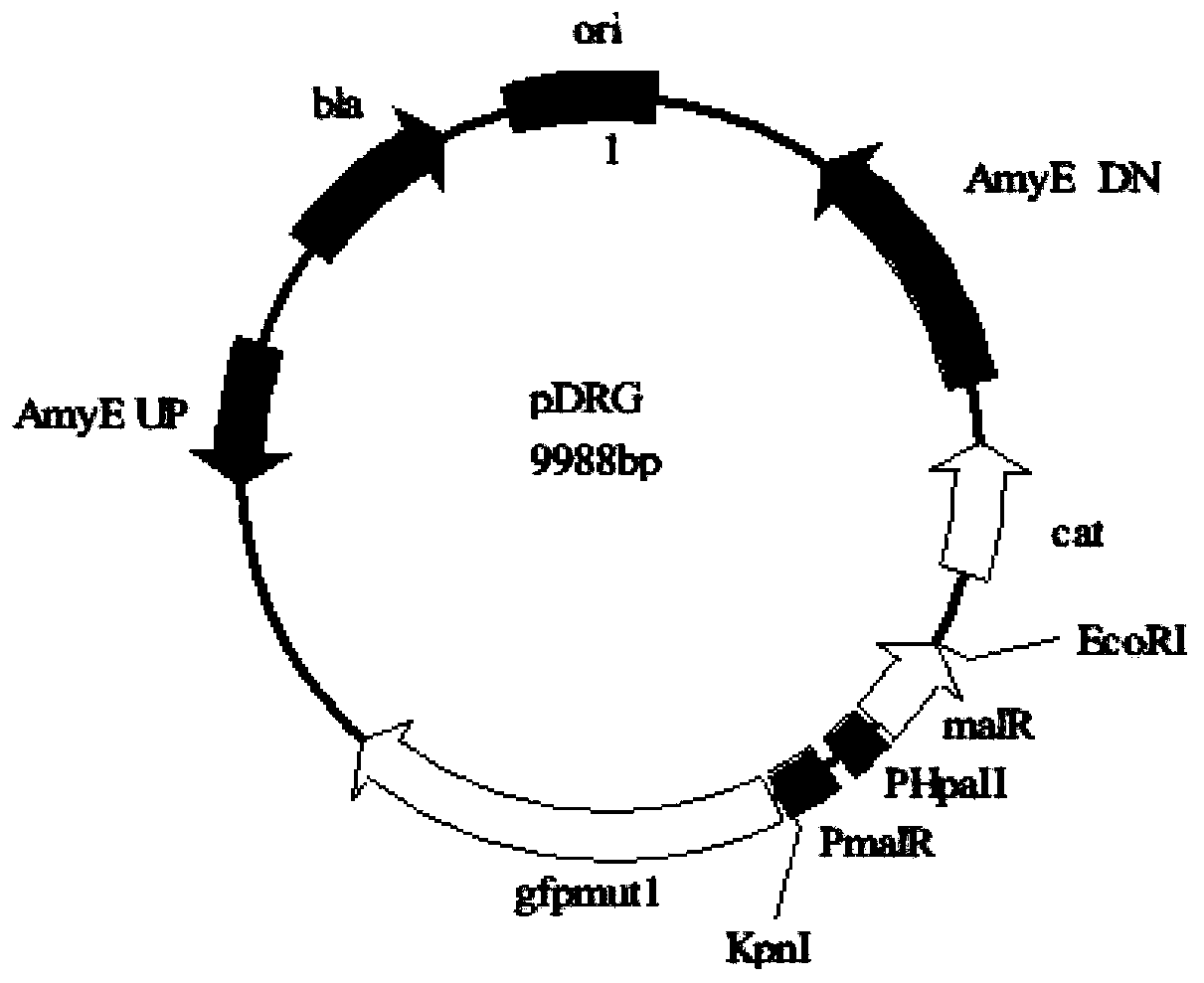 Method for constructing and screening mutant library of maltose transcriptional activation factor MalR and application of method