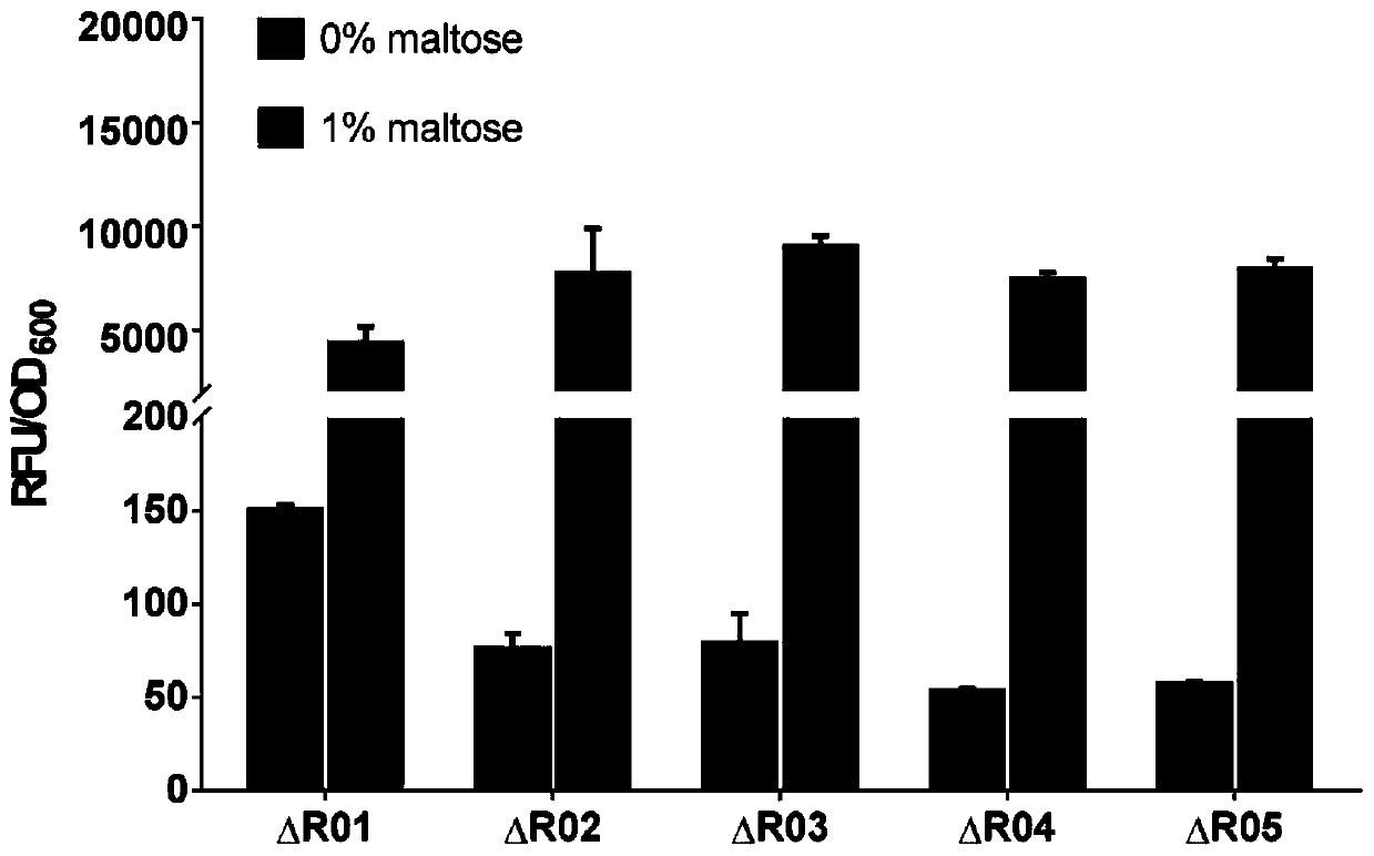 Method for constructing and screening mutant library of maltose transcriptional activation factor MalR and application of method